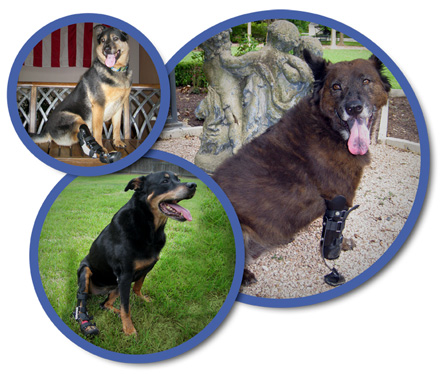 PALS Dogs